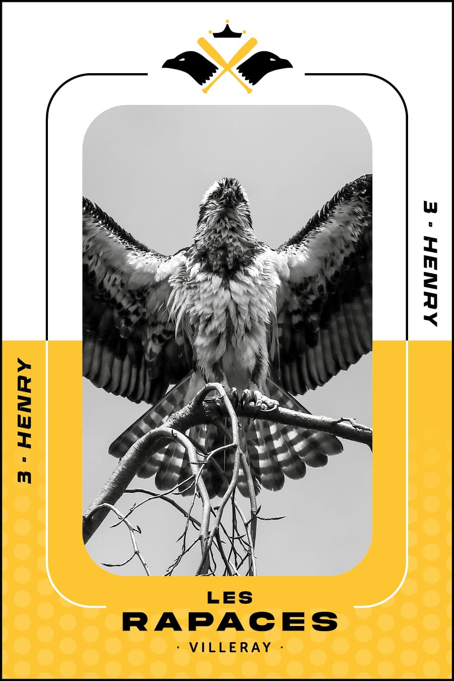 rapace élégante