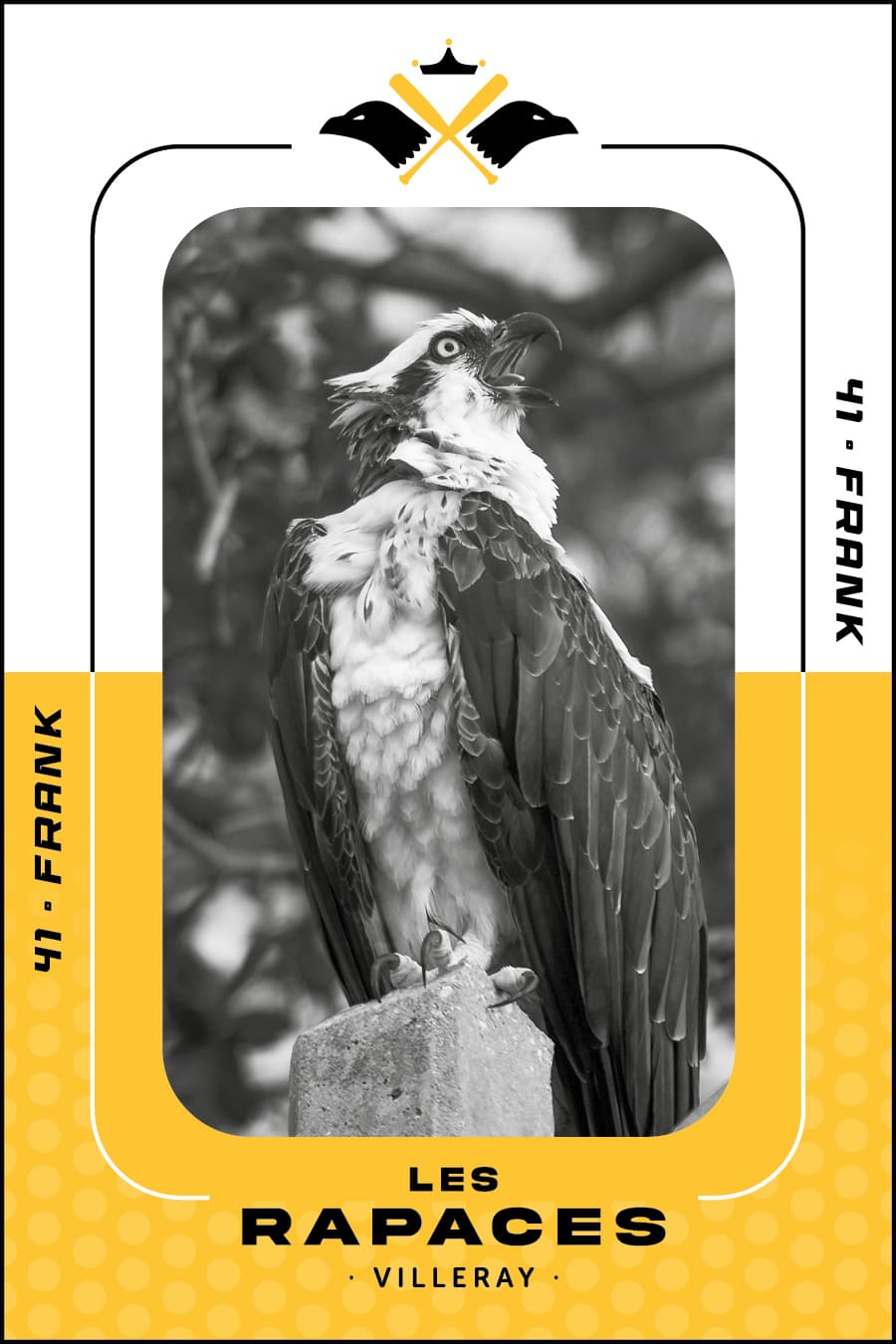 rapace fière