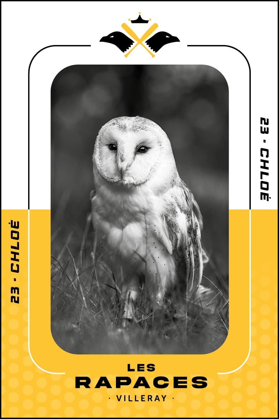 rapace traquille