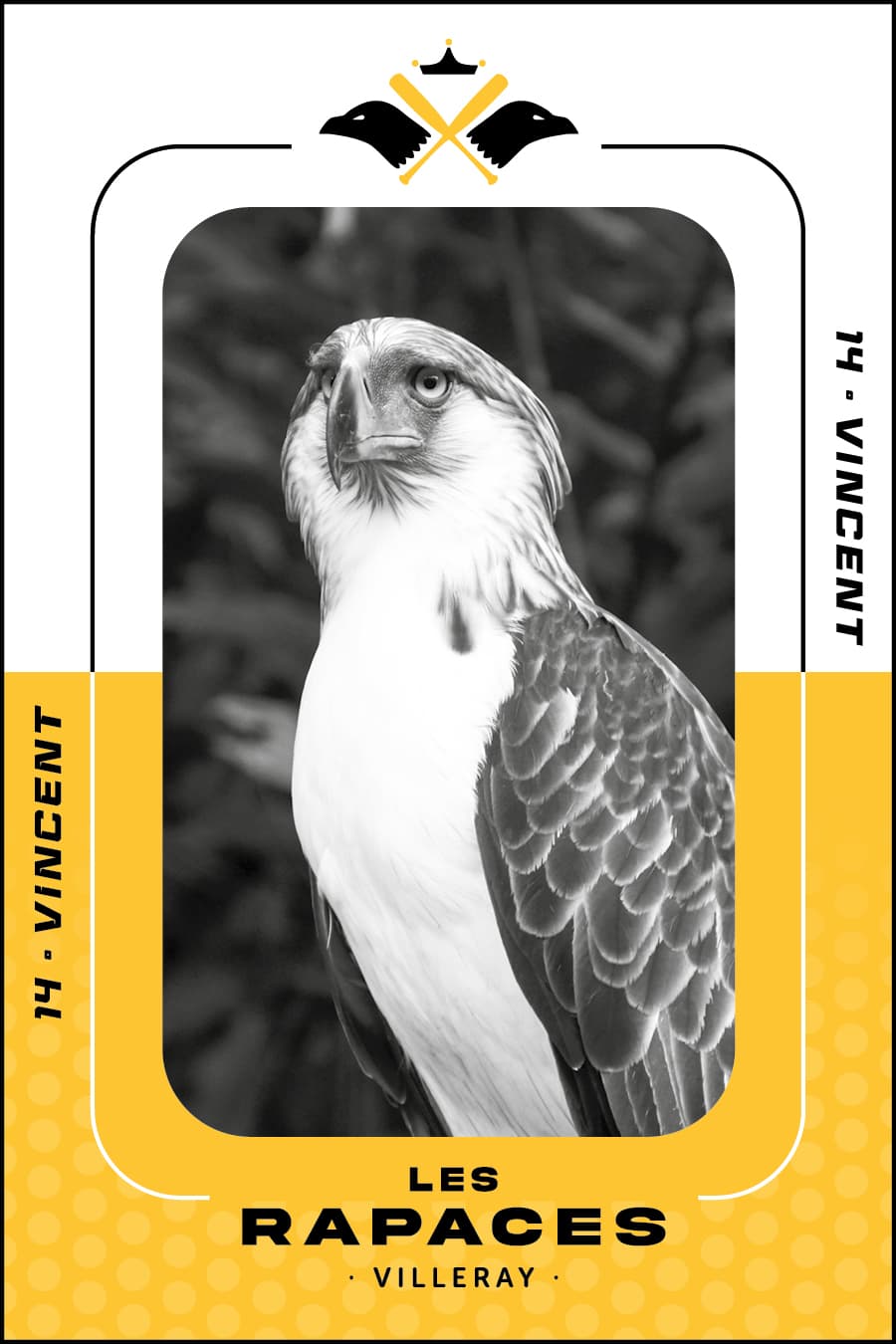 rapace sage